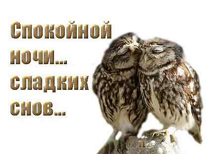 Спокойной ночи птичка. Спокойной ночи Сова. Сладких снов Сова. Пожелания спокойной ночи с совой. Спокойной ночи Совенок.