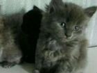 Чудесные котята от Мейн-куна объявление продам
