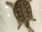 Каймановая черепаха объявление продам