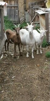 Зааненские породистые козы Дойные, молоко не пахне - фотография № 4