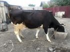 Продам корову и быка объявление продам