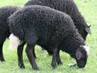 Овцы (валухи 2021 года рождения) обмен на ячмень