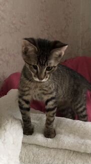 Охотница за привелениями