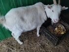 Зааненская коза, дойная. 4 года объявление продам
