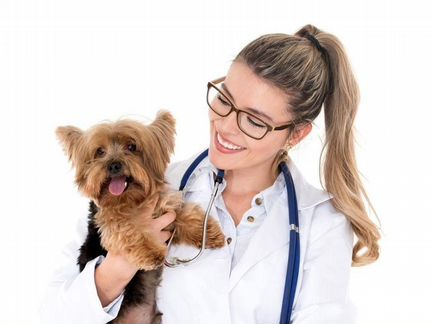 Ветеринарный врач. Ветеринар. Круглосуточно