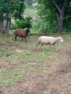 Овцы матки - фотография № 5