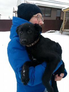 Щенок в добрые руки