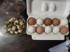 Яйцо куриное и перепелиное объявление продам