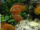Рыбки Хромис-красавец объявление продам