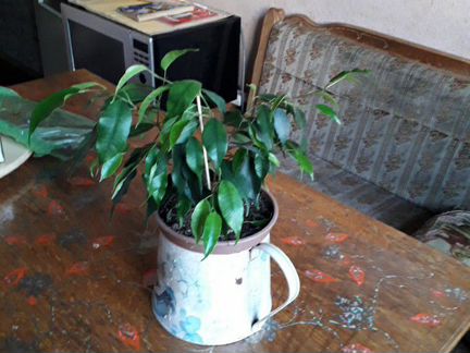 Фикус Бенджамина