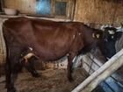 Айширских коровы и нетели объявление продам