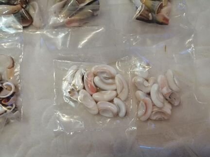 Ракушки декоративные