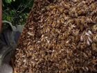 Пчеломатки F1 Buckfast,Cordovan объявление продам