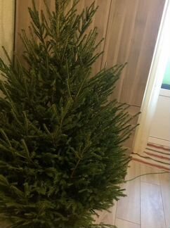 Русская живая ёлка