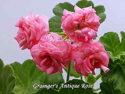 Antique rose пеларгония фото и описание