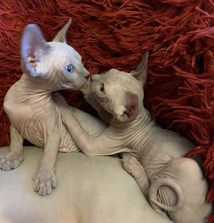 Канадский сфинкс