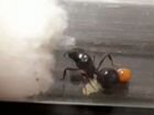 Матка муравьёв жнецы и Componotus vagus