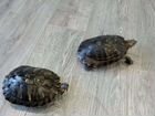 Красноухая черепаха 2 шт объявление продам