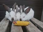 Кролики Калифорния объявление продам